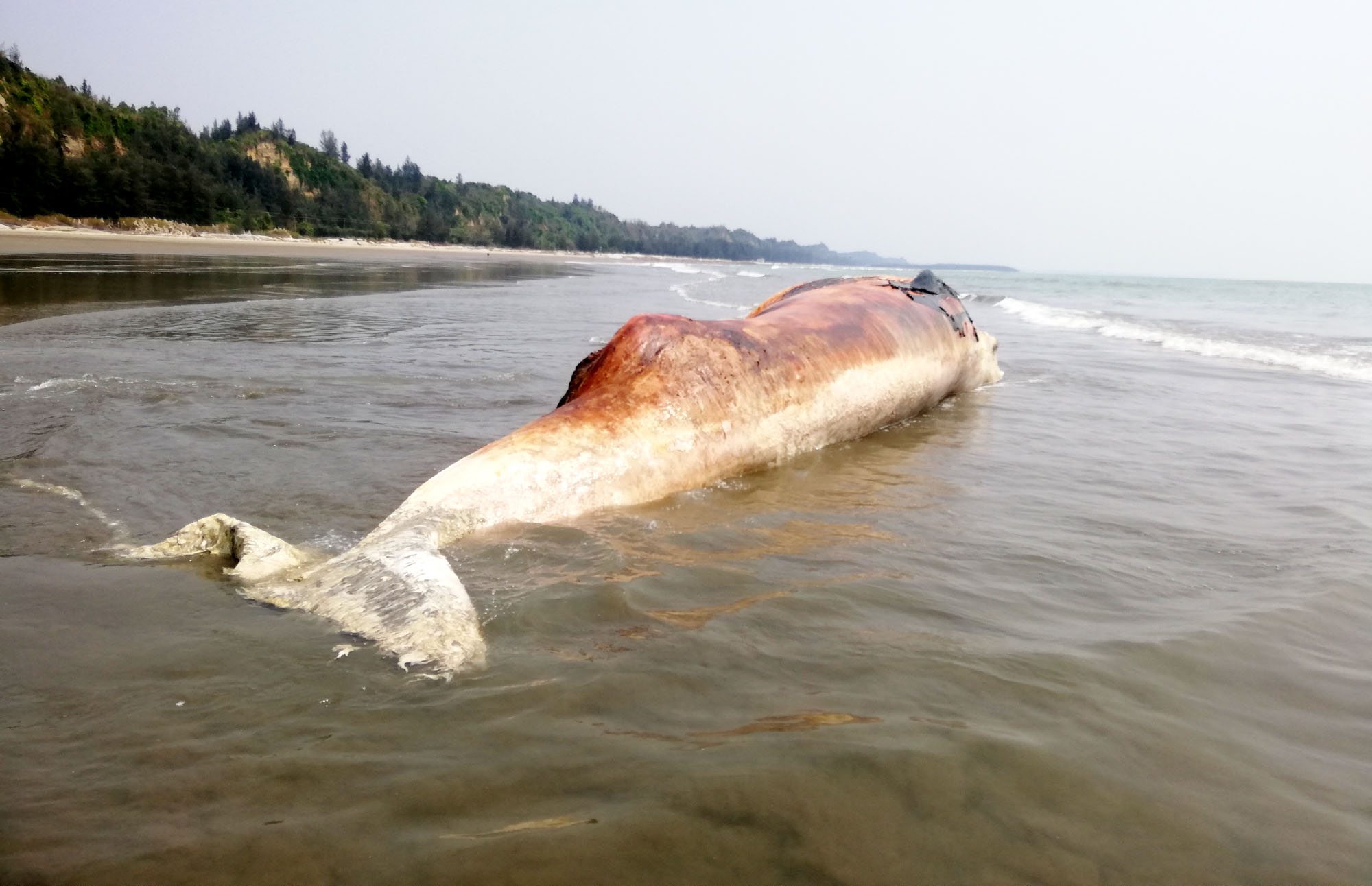 কক্সবাজারের সৈকতে ভেসে এল দুইটি মৃত তিমি