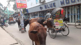 বরিশাল এখন গরুর নগরী, নির্লিপ্ত প্রশাসন