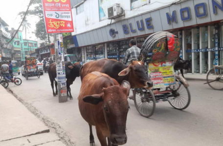 বরিশাল এখন গরুর নগরী, নির্লিপ্ত প্রশাসন