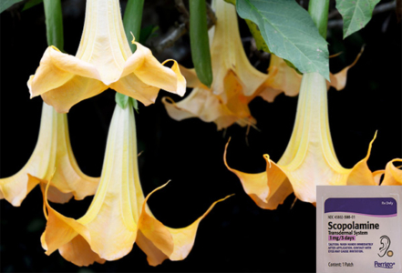 শয়তানের নিঃশ্বাস স্কোপোলামিন নামে একটি ড্রাগ