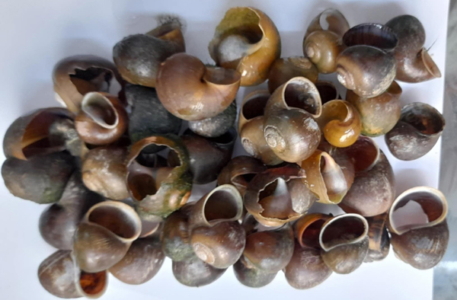 খোসাগুলো ছোট শামুকের