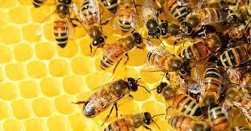 মৌমাছি-শূন্য হলে ধ্বংসের কিনারায় যাবে পৃথিবী