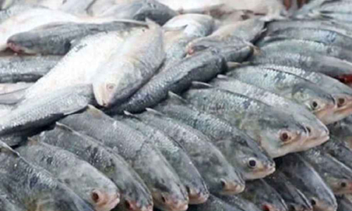 সাশ্রয়ী মূল্যে ইলিশ বিক্রি করবে সরকার