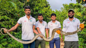 উখিয়ায় লোকালয়ে ঢুকে পড়া ১০ ফুট অজগর উদ্ধার