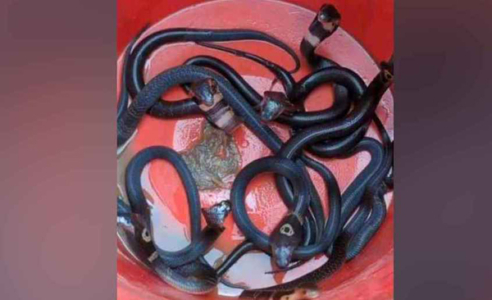 একই বাড়িতে আবার মিলল ১১টি পদ্মগোখরো সাপের বাচ্চা