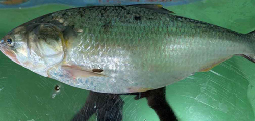 এক ইলিশের দাম ৯ হাজার টাকা