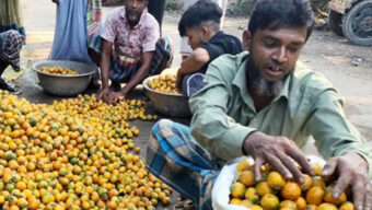 ভোলায় সুপারির বাম্পার ফলন, কৃষকদের মুখে হাসি