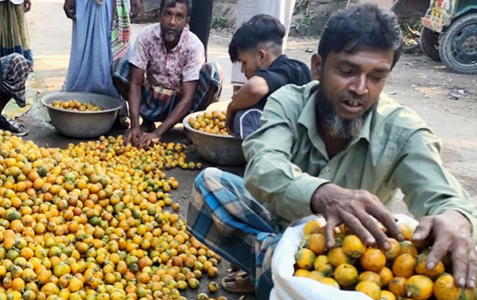 ভোলায় সুপারির বাম্পার ফলন, কৃষকদের মুখে হাসি