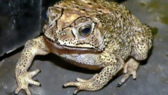 ভূমিকম্প হওয়ার ৭ দিন আগেই বুঝে যায় কুনো ব্যাঙ