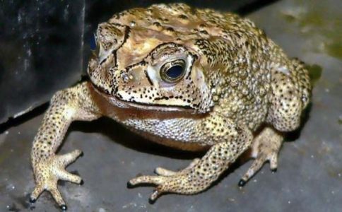 ভূমিকম্প হওয়ার ৭ দিন আগেই বুঝে যায় কুনো ব্যাঙ