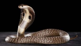 রাজধানীর জনবহুল এলাকায় সাপের ‍উপদ্রব