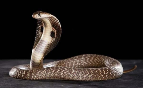 রাজধানীর জনবহুল এলাকায় সাপের ‍উপদ্রব