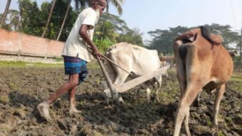 কৃষি যান্ত্রিকীকরণ যন্ত্রণা, কৃষক ফিরছেন গরু-লাঙ্গল