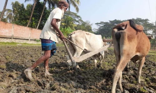 কৃষি যান্ত্রিকীকরণ যন্ত্রণা, কৃষক ফিরছেন গরু-লাঙ্গল