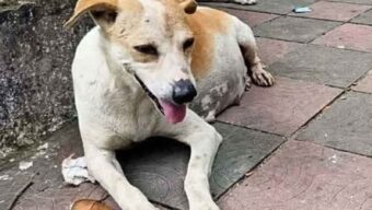 পিকআপ ভ্যানচাপায় অন্তঃসত্ত্বা কুকুরের মৃত্যু, তদন্ত কমিটি গঠন