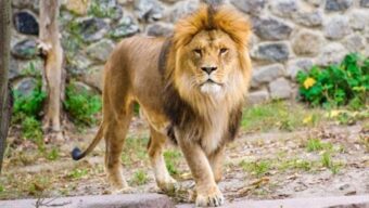 মিরপুর চিড়িয়াখানার খাঁচা থেকে বেরিয়ে গেছে সিংহ, অতপর চেতনানাশক