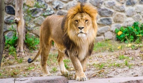 মিরপুর চিড়িয়াখানার খাঁচা থেকে বেরিয়ে গেছে সিংহ, অতপর চেতনানাশক