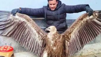 সিরাজগঞ্জে দেখা মিলল হিমালয়ের বিরল প্রজাতির শকুন