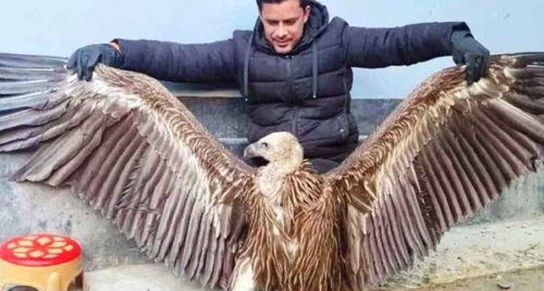 সিরাজগঞ্জে দেখা মিলল হিমালয়ের বিরল প্রজাতির শকুন