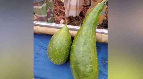 মাহফিলের দুটি লাউ উঠলো নীলামে, ১৮ হাজার টাকায় বিক্রি
