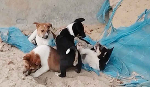 ছয়টি ছানা থাকা অবস্থায় মা কুকুর পিটিয়ে হত্যা