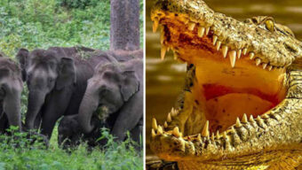 হাতির পাল থেকে পালাতে গিয়ে কুমিরের কবলে