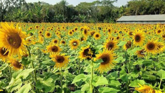 নোনা মাটিতে সূর্যের হাসি