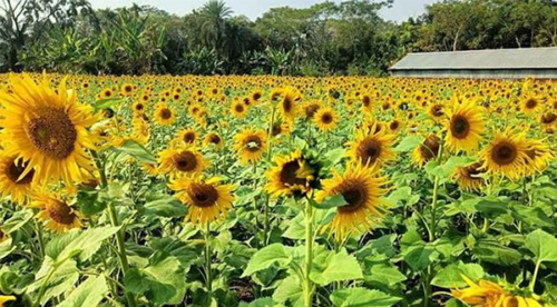 নোনা মাটিতে সূর্যের হাসি