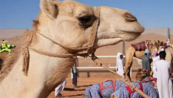 ‘উট পাসপোর্ট প্রকল্প’ চালু করলো সৌদি আরব