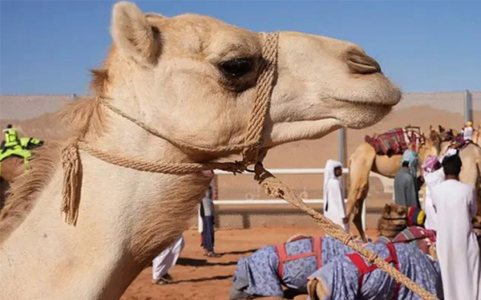 ‘উট পাসপোর্ট প্রকল্প’ চালু করলো সৌদি আরব